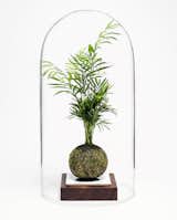 This glass dome only says one thing... Elegant! By covering your Kokedama with this glass done, you create your very own eco system. This means you only have to water your Kokedama once a month. You also get to marvel at what takes place inside. The moss will grow back, the plant will be very healthy and well sometimes you have a few natural exciting surprises. What better way to display your Kokedama! 

• Materials: Glass
• Size: 29 x 60cm
