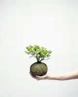 Fun and playful, the Magic Tree is said to bring good luck to those who own one. A truly reliable plant, it is ideal for those who have yet to master plant care 101. Like magic, this Kokedama seems to endure what other plants won't.

Because this plant is top heavy it cannot be hung, but looks great when resting on one of our classic wooden blocks.

• Style: Standing
• Type of plant: Succulent
• Materials: soil, moss, thread
• Size: 15 x 30cm (plant size may vary slightly)
• Care card included