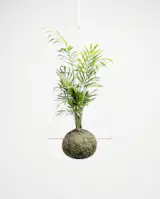 A best seller, our large Tocan is reminiscent of far away places and tropical landscapes. A determined plant, Tocan's are ideal for new plant collectors and can withstand lower light levels than some other indoor plants (but lets be realistic – no plants thrive in the dark). 

This Tocan is suspended by white cord from a copper pipe with copper detailing.

• Style: Hanging
• Plant type: Palm
• Materials: soil, moss, thread, copper, cord
• Size: 25 x 80cm (plant size may vary slightly)
• Ready to hang
• Care card included
