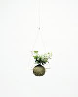 This Kokedama is a real little treasure. A miniature version of its big sisters, small Ello's are ideal little gifts or look stunning when hung in a trio. Even though she is a wee dot, our Ello is a sturdy plant – a good choice for plant collectors who have some experience with indoor plants and a bright sunny spot in which to house it.

This hanging small Ello is suspended by white cord from a copper pipe with copper detailing.

• Style: Hanging
• Type of plant: Ivy
• Materials: soil, moss, thread, brass, copper, cord
• Size: 15 x 60cm (plant size may vary slightly)
• Ready to hang
• Care card included  Photo 1 of 6 in Kokedama by We Smell The Rain