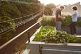An organic rooftop garden allows the homeowners to harvest fresh ingredients.