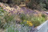 Hillside Planting- Verbena, Lavender, Rudbeckia, Cardoon, Calamagrostis, Agave.
Uphill- native manzanita and oaks.  Photo 9 of 10 in Integrated Outdoor Living by Girasole Sonoma