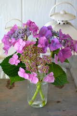 Lacecap hydrangea from the Girasole Sonoma Floral Farm.  3 stems and a mason jar brighten up any room!