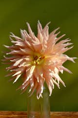 Dahlias are a cutting garden favorite and work beautifully in arrangements or solo in a vase.