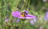 Providing habitat material for pollinators is a key element to Girasole Sonoma design.