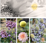 Girasole Sonoma Floral Farm Mid Summer plant pallet.