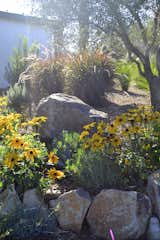 Myrica californica, MIscanthus, Pennisetum, Rosmarinus, Lavandula, Rudbeckia and a nice rock!  Photo 3 of 4 in Residential Planting by Girasole Sonoma
