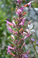 Agastache is a hummingbird magnet-
Interwoven with Gaura.