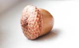 A perfectly shaped acorn, and my husband's remembrance during his stay in Boston. 