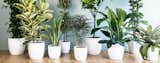 Why Plants Improve Mornings
