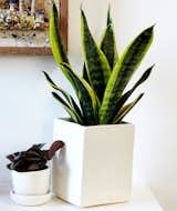 Hit the snooze button often? Select the snake plant; Source: Sidney Bensimon/The Sill  Photo 3 of 5 in Why Plants Improve Mornings