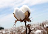 When a cotton plant is exposed to extreme temperatures, water stress or nutrient deficient soil, it will produce shorter fibers – and weaker weaves; Source: Cotton Australia