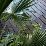 Outdoor, Wood Patio, Porch, Deck, Gardens, and Front Yard fan palm  Photos from Saquila