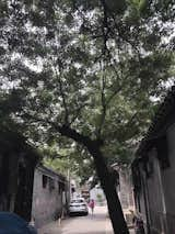 Outdoor and Trees Shique Hutong "Rock Sparrow Hutong"  Photo 7 of 9 in " Rock Sparrow house" A loft with Chinese style in hutong by Ning, Zhu