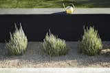  Photo 1 of 10 in Mid-Century Modern Tom Gist Backyard by Elizabeth Przygoda-Montgomery