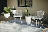  Photo 5 of 10 in Mid-Century Modern Tom Gist Backyard by Elizabeth Przygoda-Montgomery