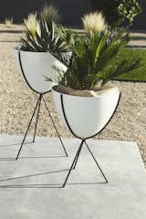  Photo 6 of 10 in Mid-Century Modern Tom Gist Backyard by Elizabeth Przygoda-Montgomery