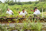 Club at Kukui`ula Chefs harvest daily at the Farm