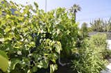 Greywater collection cisterns from the primary shower assist in watering the fruit trees.