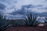 Local agave plants used in Tequila production compliment outdoor landscaping.  Photo 5 of 15 in Patrón Designed a Spanish Colonial Guest House with Modern Flair