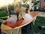 Leo inspects my handywork. As you can see, the glassing is rough; many hours of sanding are now required, but I was very eager to baptise  Photo 20 of 26 in Crafting a Hollow Wood Surfboard from Old-Growth Redwood