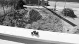 Outdoor, Front Yard, Gardens, Walkways, Raised Planters, Wood Fences, Wall, Horizontal Fences, Wall, and Wire Fences, Wall Cherry on top (from the trees bordering the north side of the house); making hay while the sun shines—chose your metaphor.  Photo 6 of 10 in Project Willow, West Oakland by Byron Loker