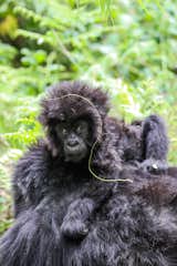 Gorilla Trekking, Virunga Mountains, Rwanda 