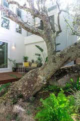 Courtyard featuring the Live Oak Tree.  The neutral tones on the homes exterior act as a canvas to nature showing a play of light on the exterior of the home throughout the day