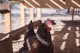 The orientation of the coop and its carefully-placed dimensional lumber allow the interior to have dappled light.  Photo 11 of 13 in Budget Breakdown: An Architect Builds a New Chicken Coop For Less Than $1.5K