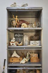 Cabinet of Curiosities