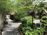 Cottage Garden in May, Village Setting, Cedar Edging, Crushed stone pathway, lush outdoor living space  Photo 10 of 12 in The Salt Box by Alpha Genesis Design Build, LLC