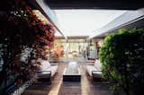 Outdoor, Trees, Small Patio, Porch, Deck, Wood Patio, Porch, Deck, and Hardscapes  Heller Frank Gehry Left Twist Cube from An Interior Designer Launches Her Career by Renovating Her Family’s Midcentury Eichler