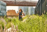 A Brooklyn-Based Landscape Firm That’s Reshaping New York City’s Green Urban Scene - Photo 4 of 13 - 