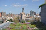 A Brooklyn-Based Landscape Firm That’s Reshaping New York City’s Green Urban Scene - Photo 7 of 13 - 