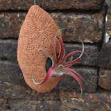 Coral Cocoon Hanging Planters
$24.00

These free-form terracotta "cocoon" planters add a one-of-a-kind touch to patios, gardens, outdoor rooms and kitchen window herb gardens. Attached to adjustable braided wire cables, they can be displayed at different heights, either as a single eye-catching piece or in groups of two or more.

Perfect home for ferns, succulents, bromeliads and herbs. Durable yet porous fired clay construction keeps plants moist for days. Hand-crafted in Thailand.

    Small: 7"h x 3 ½"w, with a 2"-diameter opening
    Large: 10"h x 5"w, with a 3 ½"-diameter opening
