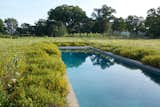 Tall indigenous wetland grasses grow fecund, right up to the border of the saltwater swimming pool. 