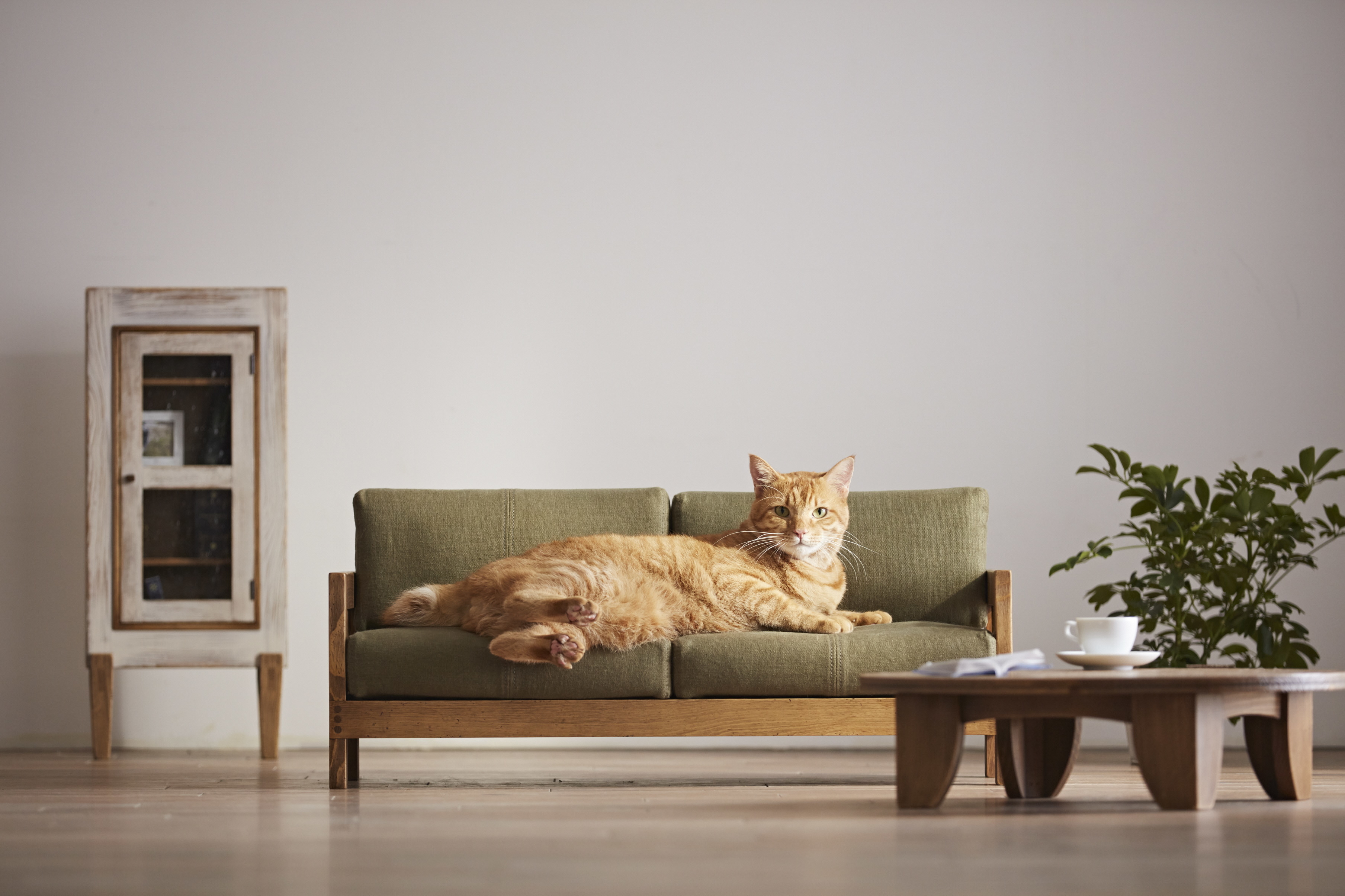 Trendy cat sale furniture