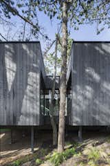 An exterior view shows how the building wraps around the site’s existing trees. 
