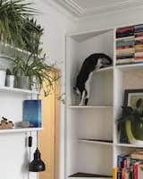 Marvin demonstrates the cat ladder. The pendant is the Roly Roscoe light in textured black by Offdn.