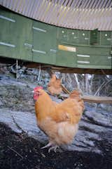 The chickens have room to roam.