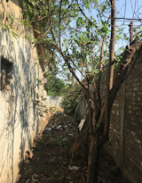 Before: Exterior Garden of D’WELL’s Den by D’WELL