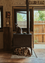 Dutch, the first cat in the couple's feline "army,