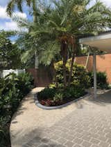 A small planting island with concrete curbing contains fireball bromeliads, Burle Marx philodendrons, and clumping reclinata palms. Variegated sanchezia bush flanks the gate to the backyard, and lady palms soften the brick wall.