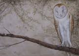 In Silence

The Barn Owl is by far the owl that speaks to more than any of the other owls. I have been blessed with seeing them so many times in nature, when you would least expect it. whether in the day or night it has always left me catching my breath. In Silence is a painting that reflects the sacred space of my studio and my opportunity to create within it. Many times I paint in silence, just listening to the environment around me. 

Early in the year, I ordered new materials and mediums that I was unfamiliar with, but had such a desire to experiment. I found mica squares that were as reflective as a mirror when seen on a particular angle. I troweled them on with my metallic plasters watching them land in a precarious manner that started reminding me of wind! 

I worked around the mica as I painted the foliage and the owl. This owl actually was another Ambassador for the Native Bird Connection. He was perched in a tree at the Marin Art and Garden Center and he was just so content, calm and relaxed. 

Metallic Plaster, Mic and Acrylic on a 30" x 42" Raised Birch Panel