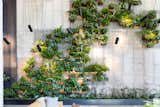  Photo 3 of 18 in 1 by Tong Chayanin from Check Out This Brooklyn Hotel's Dramatic Living Wall Installation