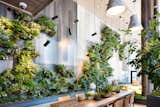 Check Out This Brooklyn Hotel's Dramatic Living Wall Installation - Photo 2 of 6 - 