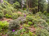 Rhododendrons -- over 1200 -- grace the hillside in harmony with second growth redwoods.  Many specimens are rare and some reach over 50 feet tall.