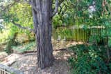 trees in the backyard 