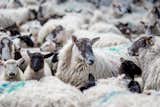 The dwelling is surrounded by majestic herds of sheep.