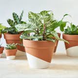 "I have been caring for 60 to 80 plants in my apartment for the last 8 years," says Puneet Sabharwal, founder of Horti. "They provide a sense of grounding to my being. They not only provide aesthetic texture to the space but also create a calming environment."